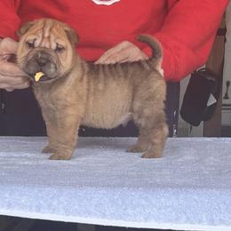 Tad - Red fawn male Chinese Shar-Pei puppy in Basehor, Kansas from Good Fortune Shar Pei