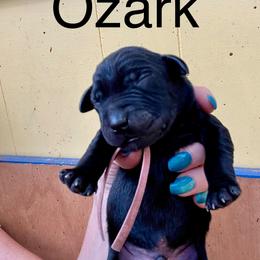 Ozark - Black male Labrador Retriever puppy in Mineral, Virginia from Canine Assist