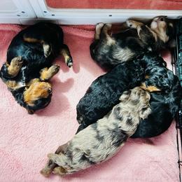 Havapoo puppies from The Petite Pack