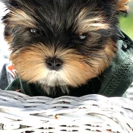 Yorkshire Terrier Puppies from Jennipher Caso