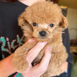 Tokyo - Apricot male Poodle puppy in Travelers Rest, South Carolina from Cotton Top
