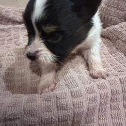 Charlie - White black and tan male Papillon puppy in Spartanburg, South Carolina from Sassy Pap Farms