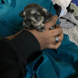 Lilly - Black and silver female Miniature Schnauzer puppy in Little Elm, Texas from Matrix Schnauzers