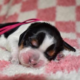 Butterfly - Black white and tan female English Springer Spaniel puppy in Chapmansboro, Tennessee from Balthrop Bend Farms