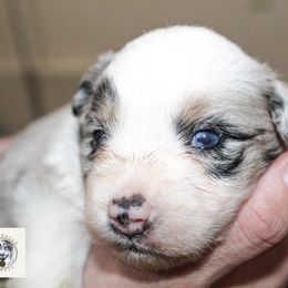 Miniature Australian Shepherd Puppies from Yarborough Kennels
