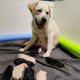 Brown collar - Black female Labrador Retriever puppy in Holyoke, Massachusetts from Urban Oak Labradors LLC