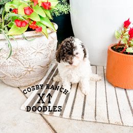 Girl 3 - Goldendoodle puppy in Newcastle, Oklahoma from Cosby Ranch Doodles