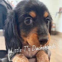 Dachshund Puppies from Little T’s Dachsund