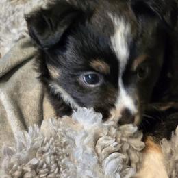Henrietta - Black tri female Toy Australian Shepherd puppy in Windom, Texas from Wild Farm Puppies