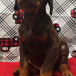 Frank - Red and rust male Doberman Pinscher puppy in Winchester, Ohio from 32 Farms