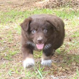 Astro - Red tri-color male Australian Shepherd puppy in Macon, Georgia from Shaina’s Shepherds