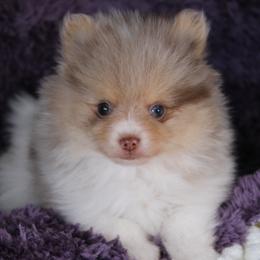 AKC Cane - Chocolate merle male Pomeranian puppy in Albany, Indiana from Hatz Off Puppies