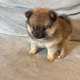 Princess - Orange sable Pomeranian puppy in Melbourne, Florida from Temple pomeranians