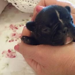 French Bulldog Puppies from Epic French Bulldogs