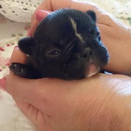 French Bulldog Puppies from Epic French Bulldogs