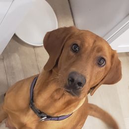 Penny - Labrador Retriever