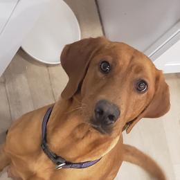 Penny - Labrador Retriever