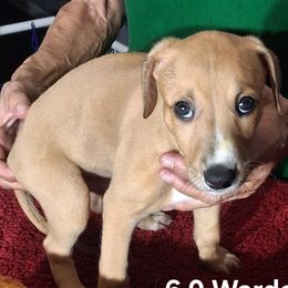 WARDEN - Red brindle male Whippet puppy in Ocala, Florida from Sandstorm Whippets