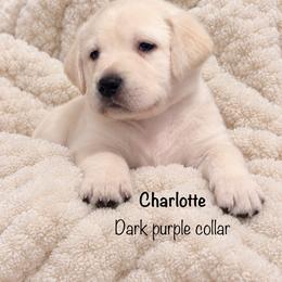 Charlotte - Yellow female Labrador Retriever puppy in Camp Verde, Arizona from Cecil's Arizona Labradors