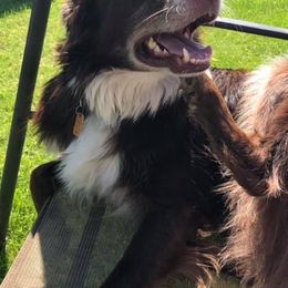 Aussiedoodles and Australian Shepherds from Triple Heart Aussies and Aussiedoodles