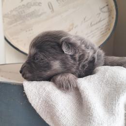 Princess Daisy - Blue female Pomsky puppy in Sand Coulee, Montana from Big Sky Pomskies