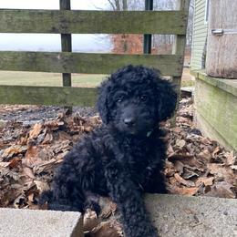 Spruce - Black male Goldendoodle puppy in Eaton, Ohio from Dezi’s Sonshine Doodles