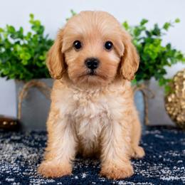 Buzz - Red male Cavapoo puppy in Salt Lake City, Utah from SunnySide Mini Doodles