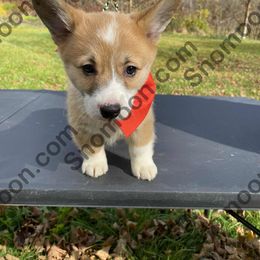 Red Collar - Red male Miniature Pinscher puppy in Eaton, New York from Snomoon Miniature Pinschers  & Pembroke Welsh Corgi