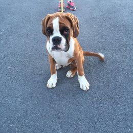 Boxer Puppies from Clinch Mountain Boxers