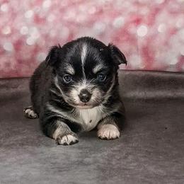 Bella - Black and tan female Chihuahua puppy in Redding, California from Akc ivy league chihuahua .  Com