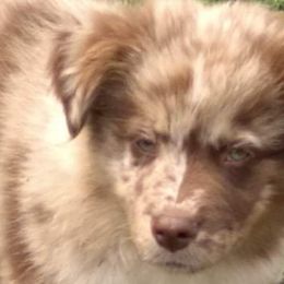 Australian Shepherd, Miniature Australian Shepherd, and Toy Australian Shepherd Puppies from Rumour Has It Aussies