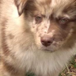 Australian Shepherd, Miniature Australian Shepherd, and Toy Australian Shepherd Puppies from Rumour Has It Aussies