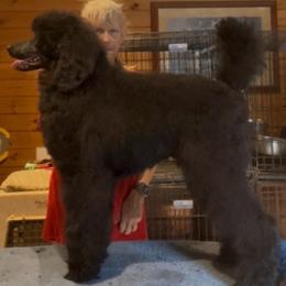 Nelson - Black male Poodle puppy in Newaygo, Michigan from Croton Pines Standard Poodles LLC