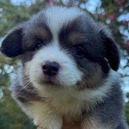Bluie - Blue male Pembroke Welsh Corgi puppy in Millersville, Maryland from Corgis by the bay