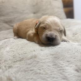 Boy 2-Orange - Golden male Golden Retriever puppy in North Pole, Alaska from Mulberry Retrievers