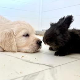 Miss Cherry - Light golden female Golden Retriever puppy in Midlothian, Texas from Brightest Days