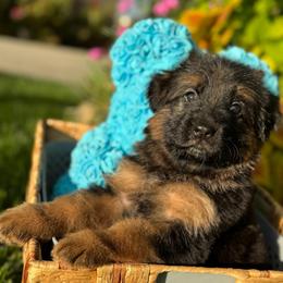 Brooke - Black and red female German Shepherd puppy in Hesperia, California from Von Geesa
