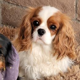 Amber - Cavalier King Charles Spaniel