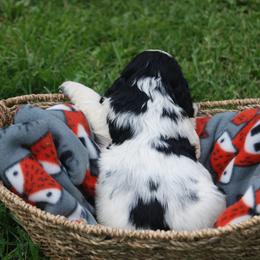 Dachshund and English Springer Spaniel Puppies from Indian Creek Springers