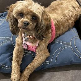 Moira - Shihpoo