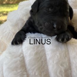 Goldendoodle Puppies from O’Doodle Clan Goldendoodles