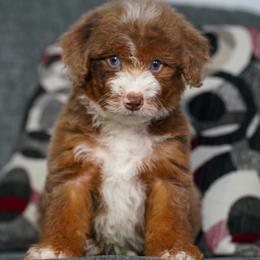 Phineas - Red male Bernedoodle puppy in Dundee, Ohio from Down Home Doodle