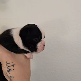 Pam - Brindle and white female Boston Terrier puppy in Orem, Utah from Lost Valley Bostons