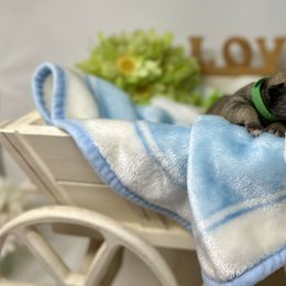 Pug Puppies from Sunny Pugs