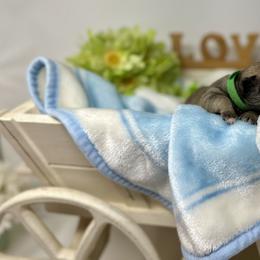 Pug Puppies from Sunny Pugs