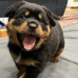 Rottweilers from Rottweiler vom Lauffeuer