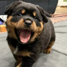 Rottweilers from Rottweiler vom Lauffeuer
