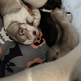 Siberian Husky Puppies from Vixen Siberians