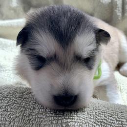 Naan - Gray and white female Alaskan Malamute puppy in Palmyra, Michigan from Illusion Kennel