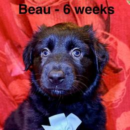 Beau - Black & white male Australian Shepherd puppy in Az, Yuma, Arizona from The Southern Dog